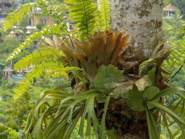 How to Attach a Staghorn Fern to a Tree: Step-by-Step Guide