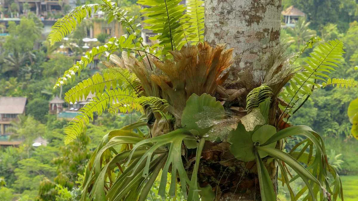 How to Attach a Staghorn Fern to a Tree: Step-by-Step Guide