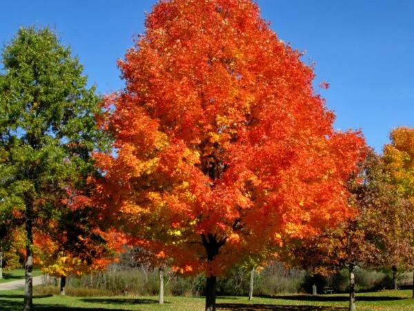 Autumn Blaze Maple Tree Growth Rate: Planting Tips