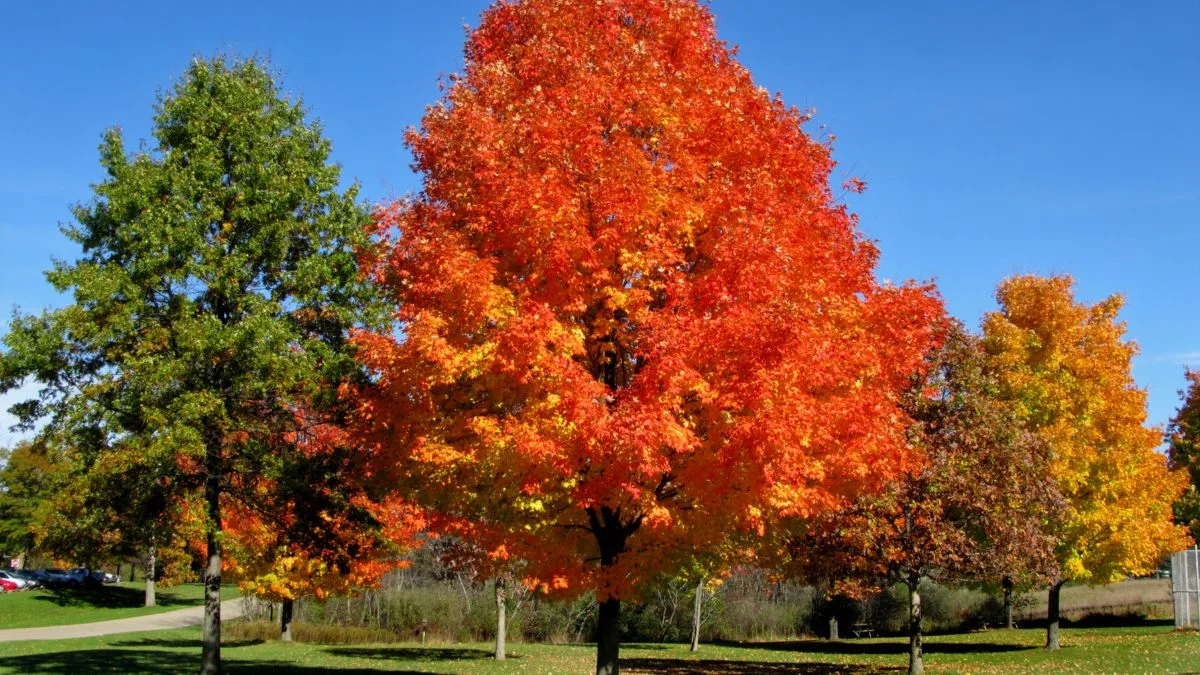 Autumn Blaze Maple Tree Growth Rate: Planting Tips