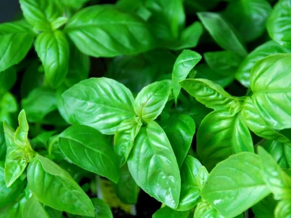 BASIL LEAVES DROOPING: Troubleshooting Tips & Plant Care