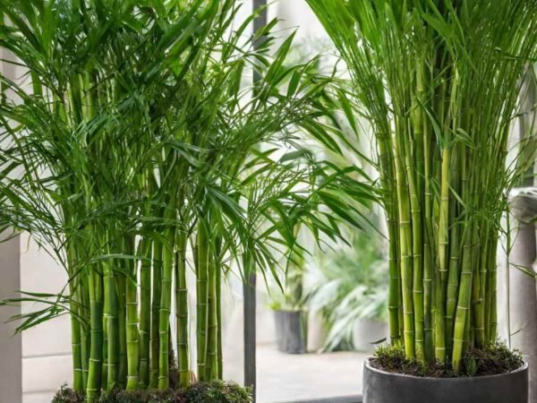 Bamboo Palm vs Areca Palm: Key Differences & Care Guide
