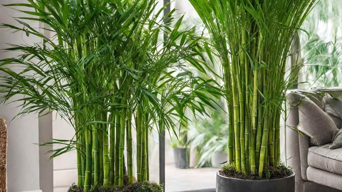 Bamboo Palm vs Areca Palm: Key Differences & Care Guide