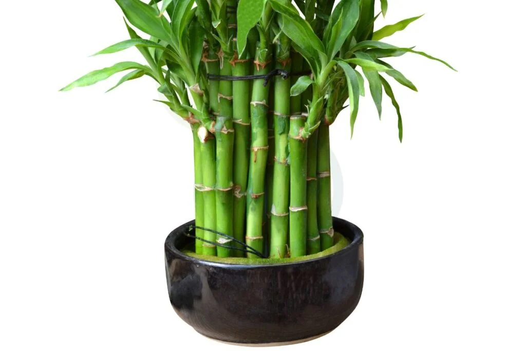 Bamboo in a Pot