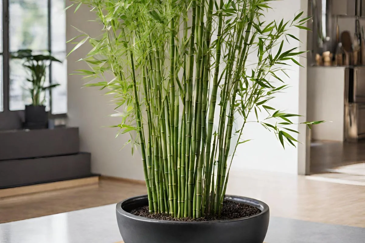 How to Grow Bamboo in a Pot: Complete Guide for Success