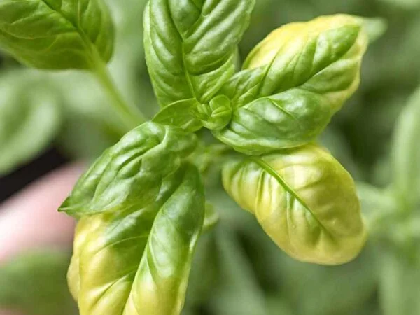 Basil Plant Is Turning Yellow: Ultimate Care Guide