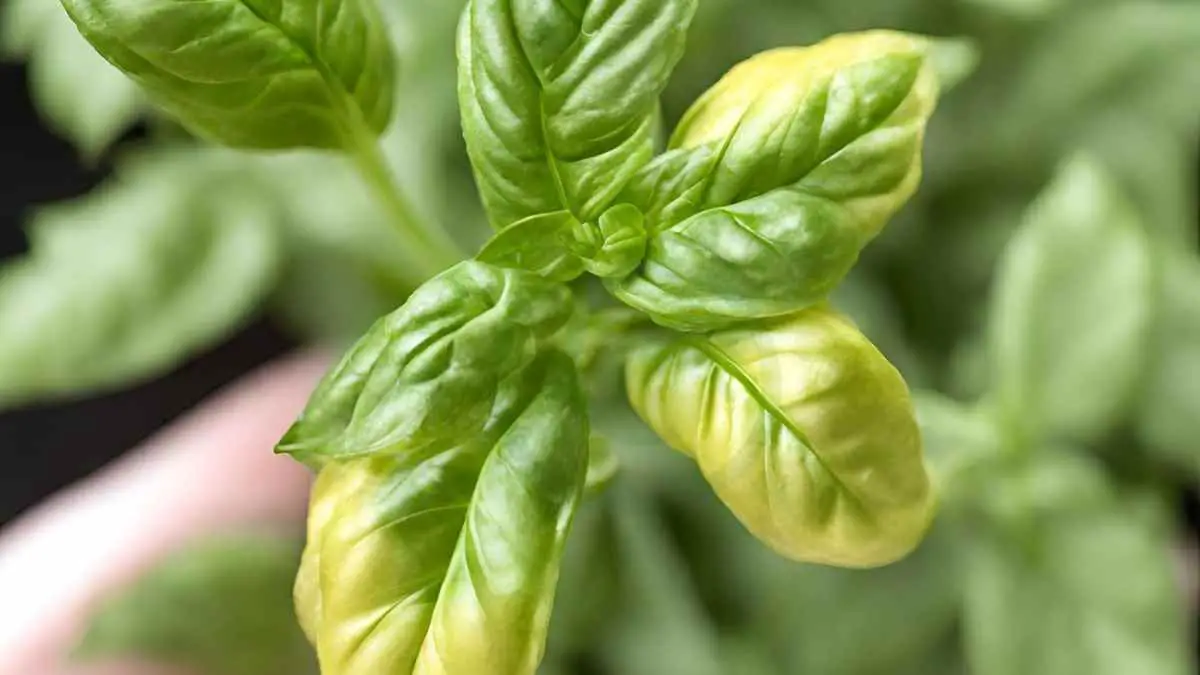Basil Plant Is Turning Yellow: Ultimate Care Guide