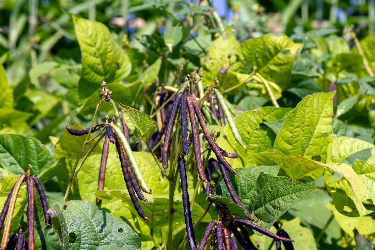 String Bean Plants Turning Yellow: Causes, Management & Prevention