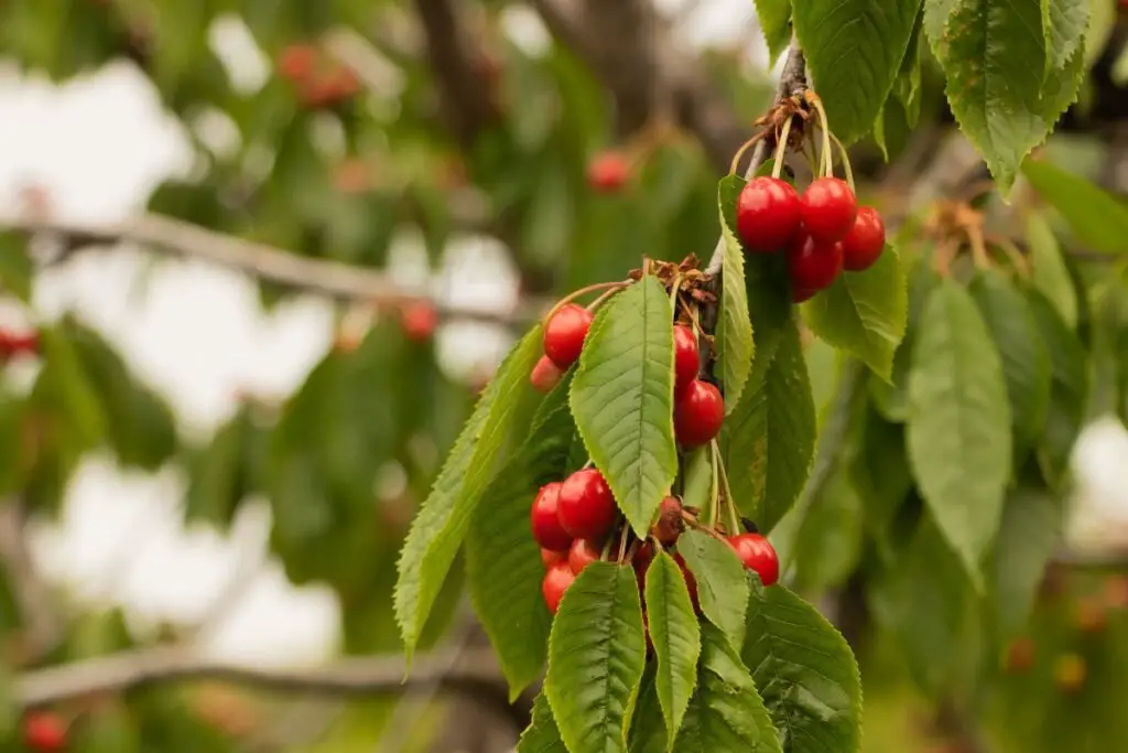 What Are the Health Benefits of Cherries