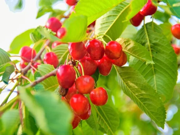 What Are the Health Benefits of Cherries: Nutritional Profile to Exercise Recovery