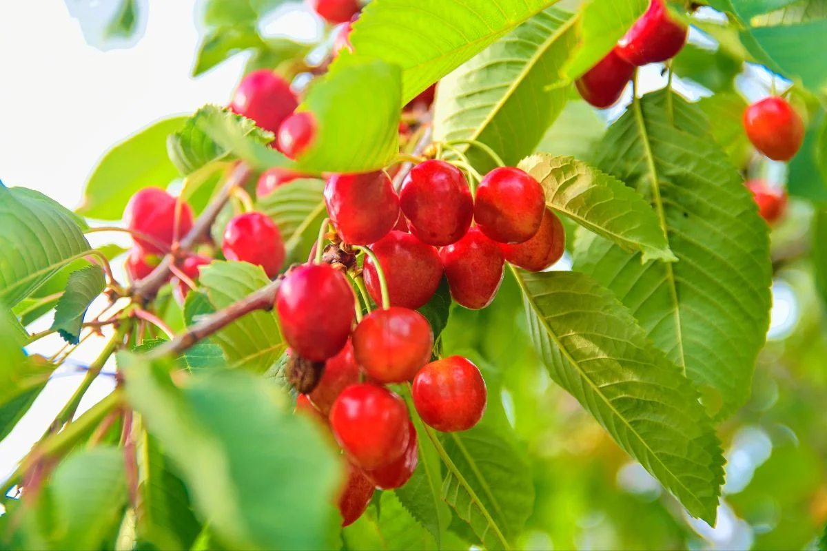 What Are the Health Benefits of Cherries: Nutritional Profile to Exercise Recovery