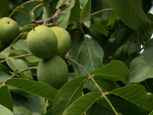 What is the Value of a Black Walnut Tree: Factors, Calculations & More