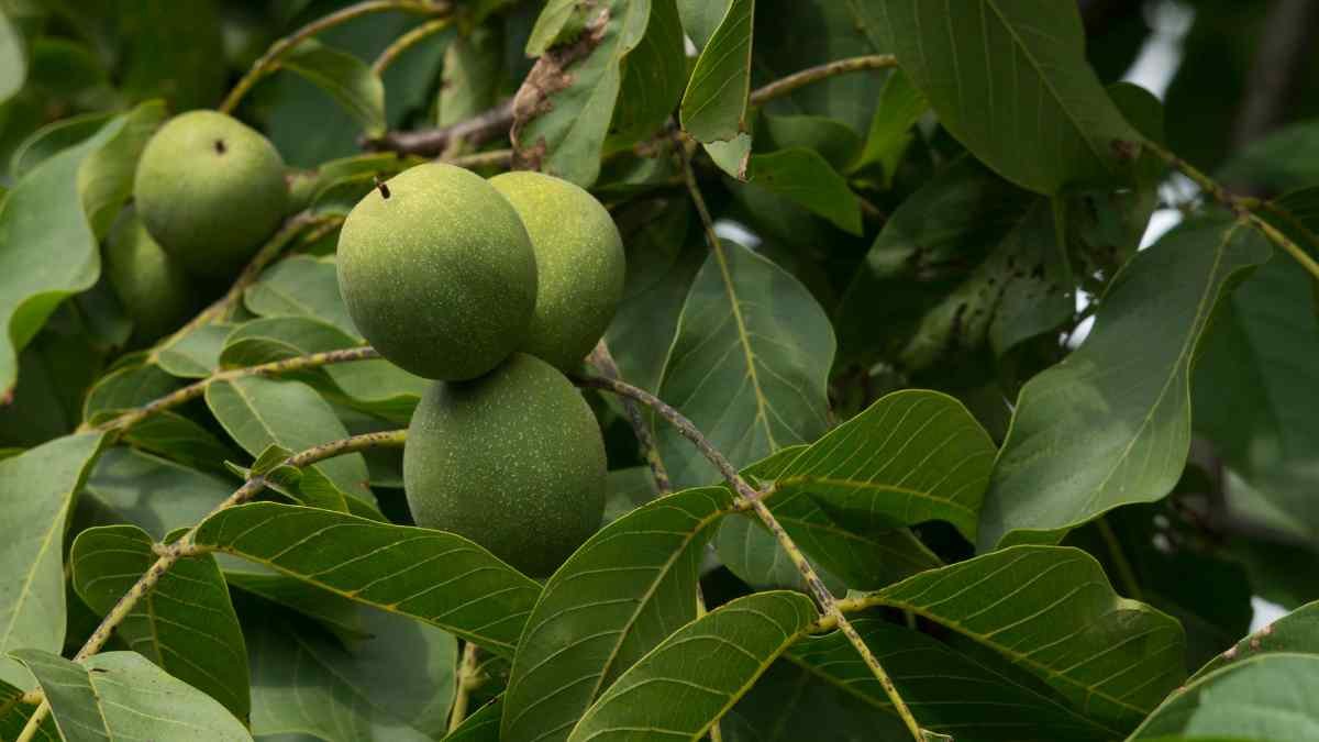What is the Value of a Black Walnut Tree: Factors, Calculations & More