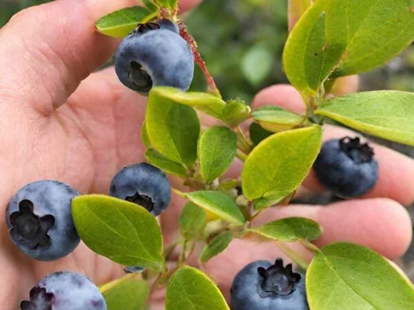 Blueberry Plant Leaves Turning Yellow: Causes & Solutions