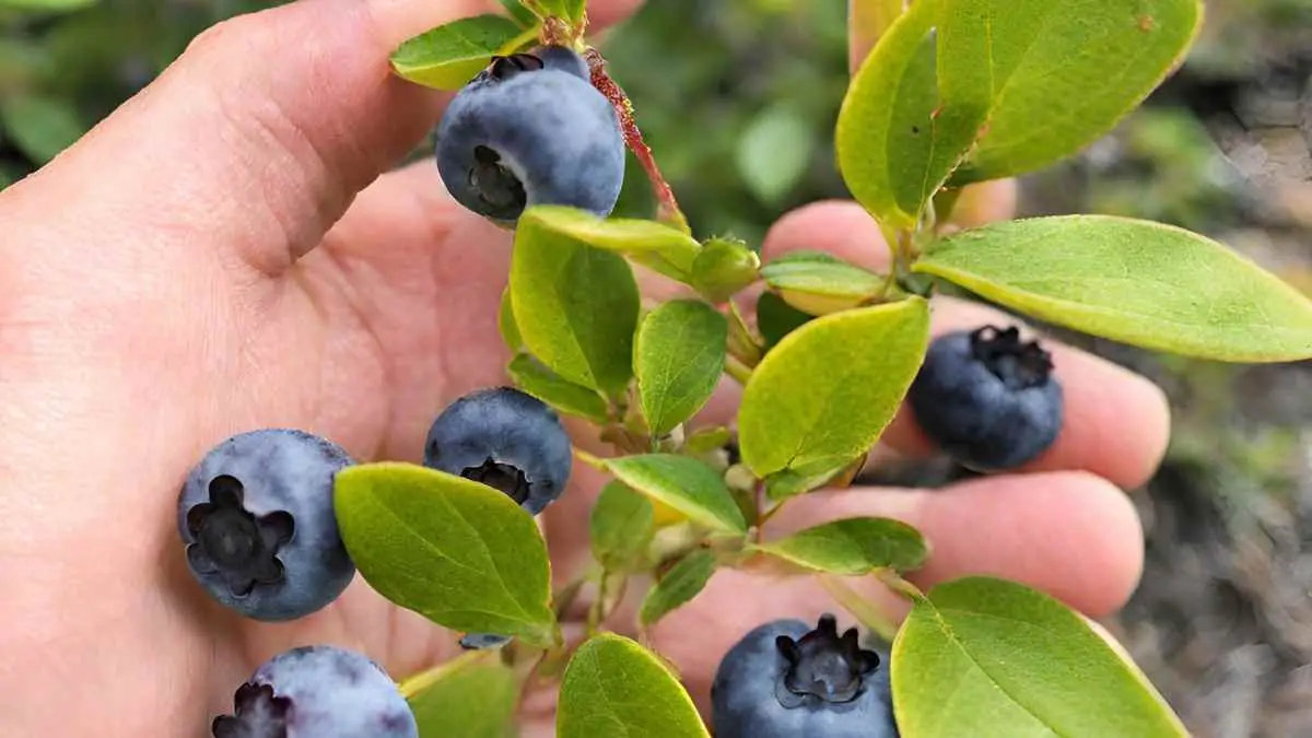Blueberry Plant Leaves Turning Yellow: Causes & Solutions