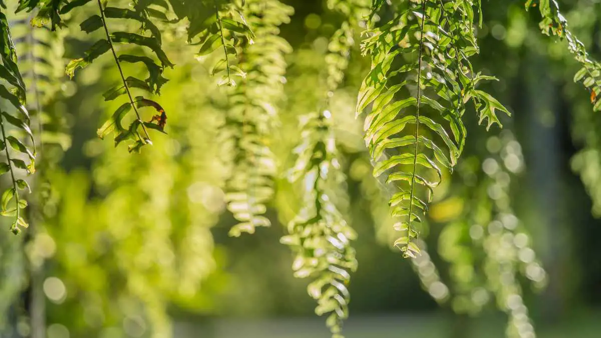 How to Care for a Boston Fern Outdoors: Complete Guide