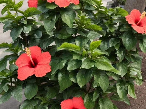 How Big Do Braided Hibiscus Trees Get? Tips & Facts