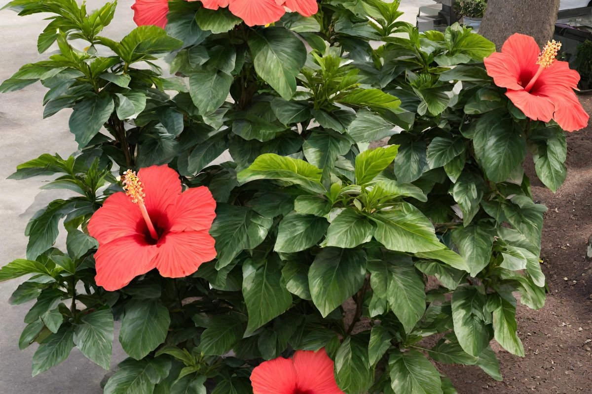 How Big Do Braided Hibiscus Trees Get? Tips & Facts