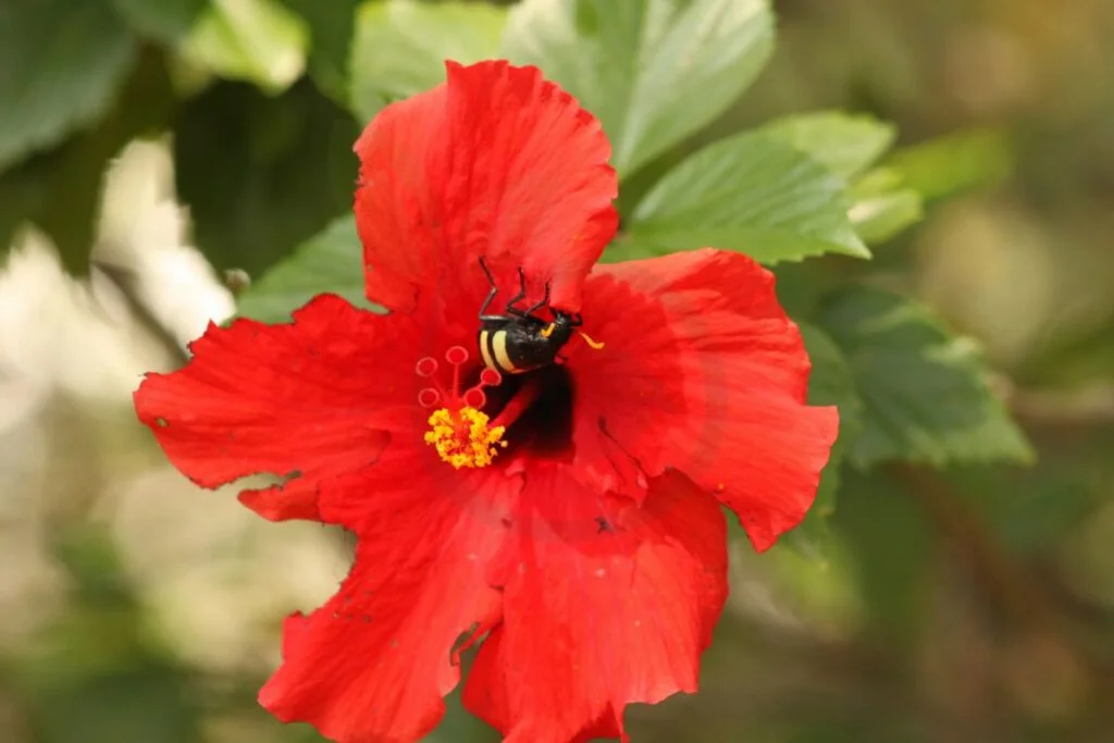 How to Get Rid of Mealy Bugs on Hibiscus