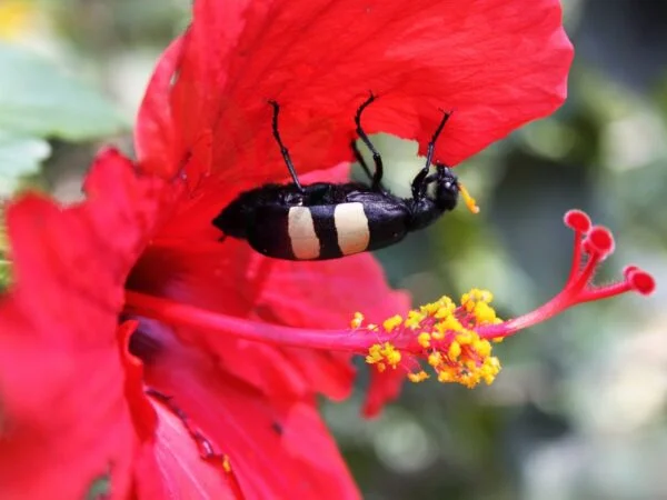How to Get Rid of Mealy Bugs on Hibiscus: Ultimate Guide