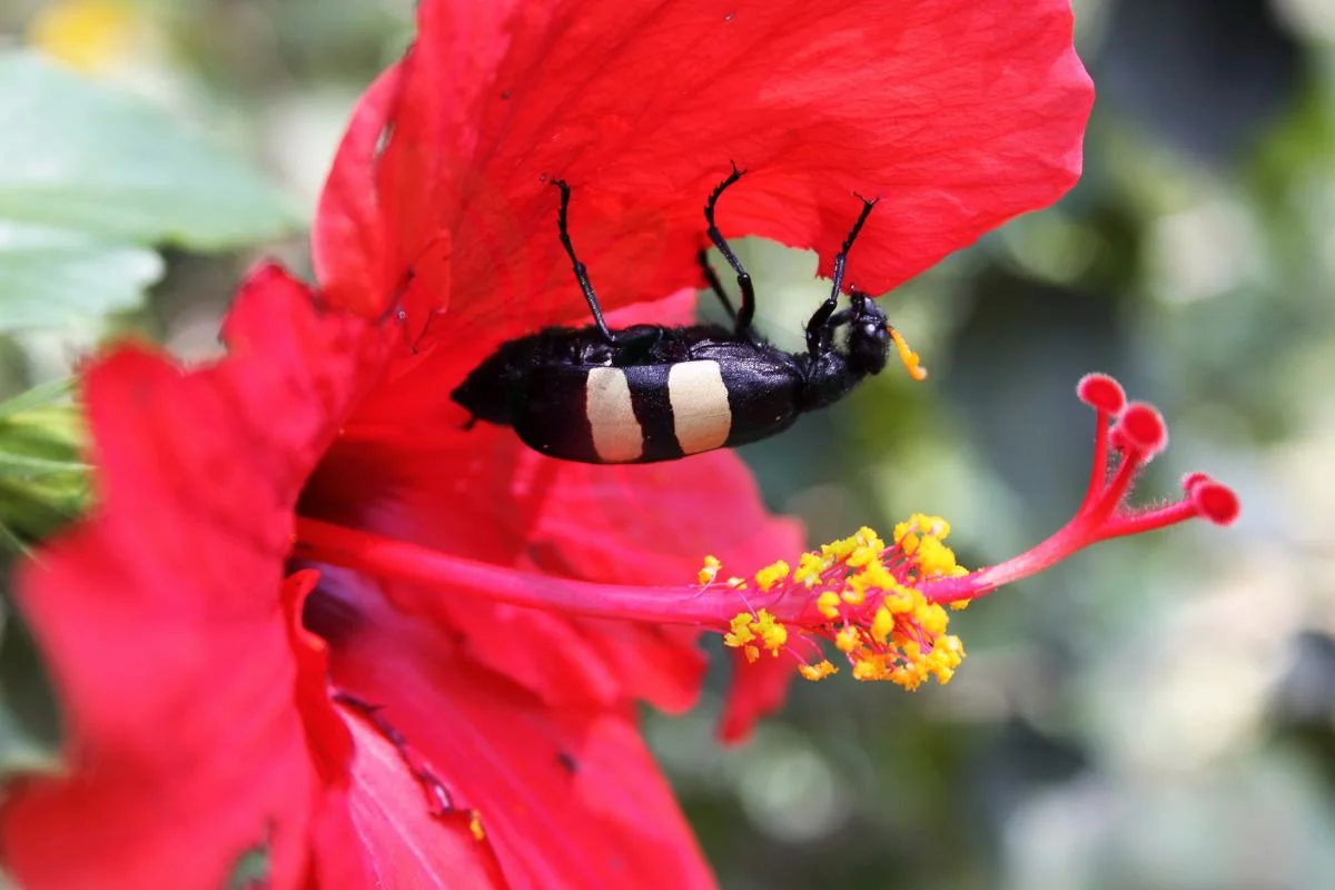 How to Get Rid of Mealy Bugs on Hibiscus: Ultimate Guide