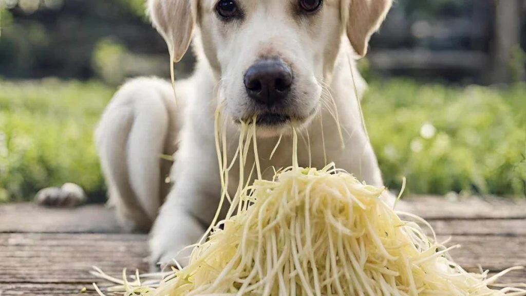 Can Dogs Eat Bean Sprouts