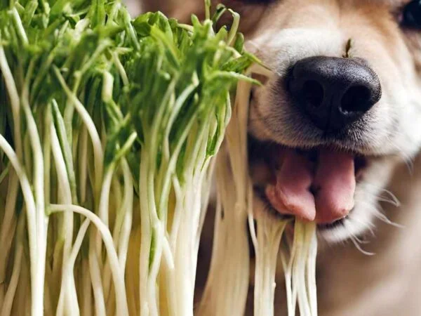Can Dogs Eat Bean Sprouts: Benefits, Preparing & Safe Practices