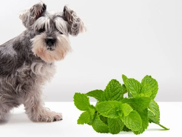 Can Dogs Have Mint Leaves: Unveiling Facts & Alternatives