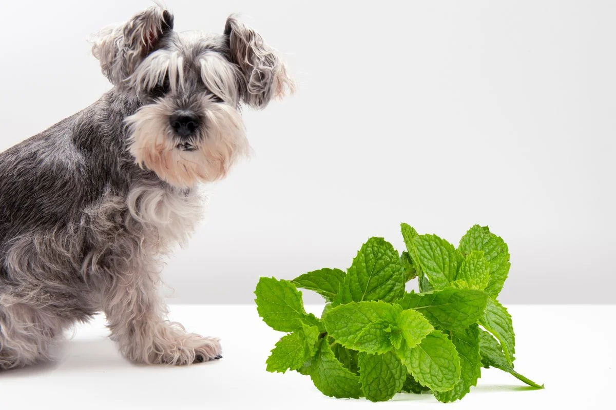 Can Dogs Have Mint Leaves: Unveiling Facts & Alternatives