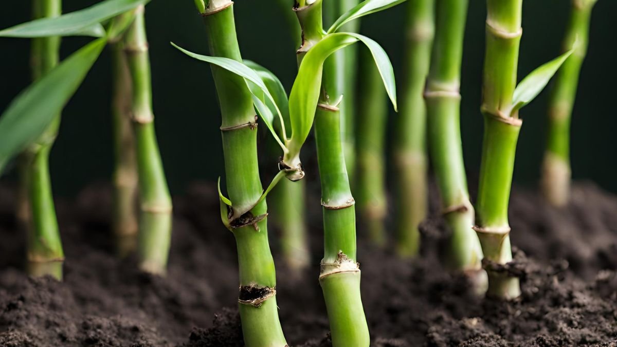 Can Lucky Bamboo Grow in Soil: A Complete Care Guide