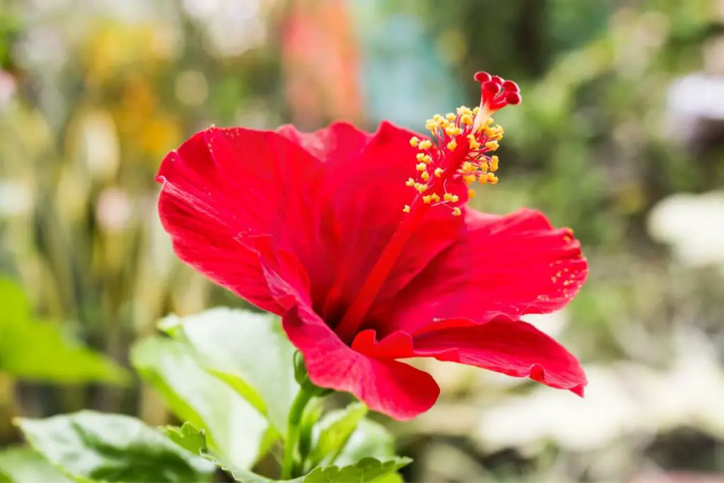 Can You Cut Back a Hibiscus Plant