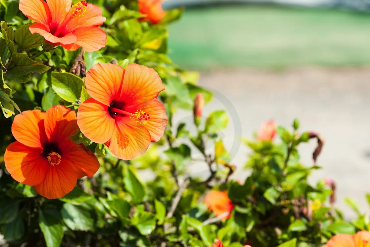 Can You Cut Back a Hibiscus Plant: Pruning Basics & Step-by-Step Guide