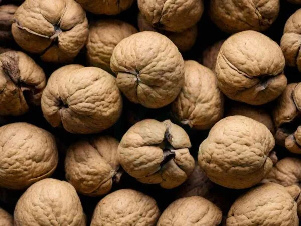 How Do You Cure Black Walnuts: Essential Harvesting to Storage