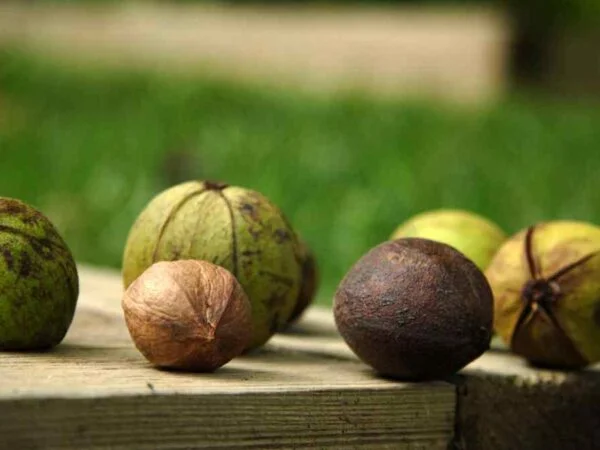 Can You Eat Black Walnuts: Harvesting, Processing & Health Benefits