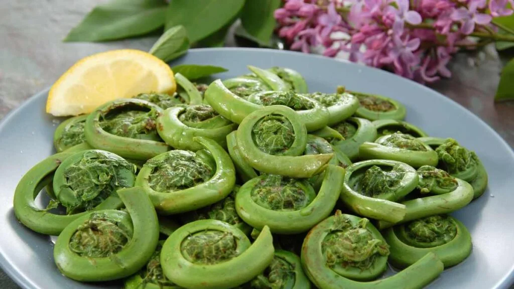 A culinary treat of Spring aaA freshly harvested fiddlehead ferns
