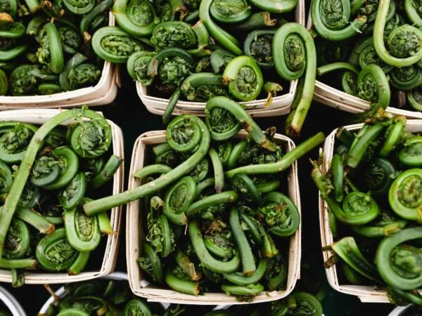 Can You Eat Fiddlehead Ferns: Safety, Cleaning, and Cooking