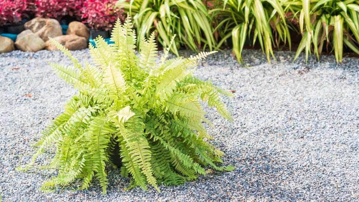 Can You Plant Ferns in the Ground: Outdoor Cultivation Guide