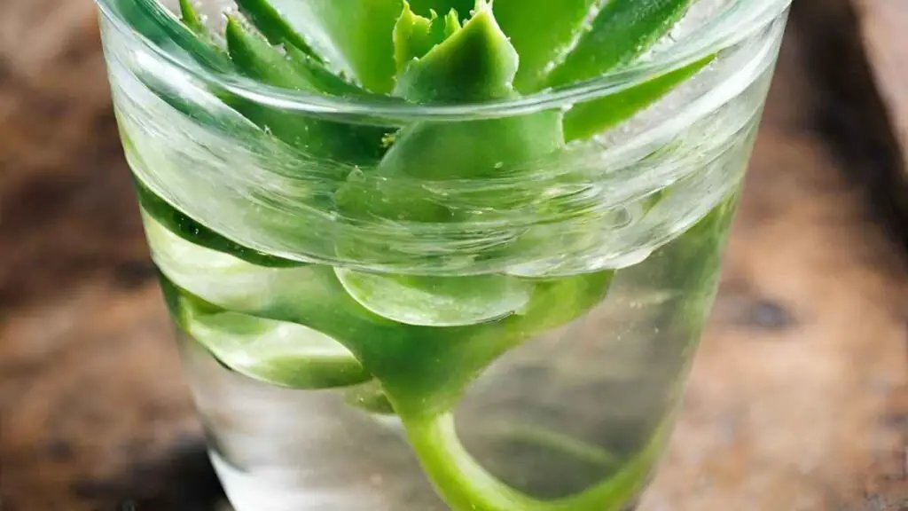 Rooting Aloe in Water