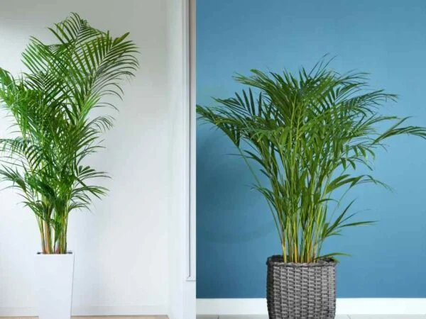 Cat Palm vs Areca Palm: Understanding the Key Differences
