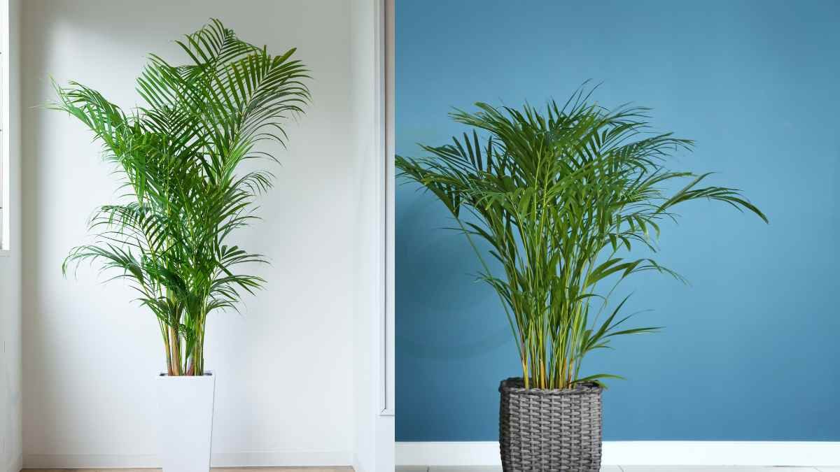 Cat Palm vs Areca Palm: Understanding the Key Differences