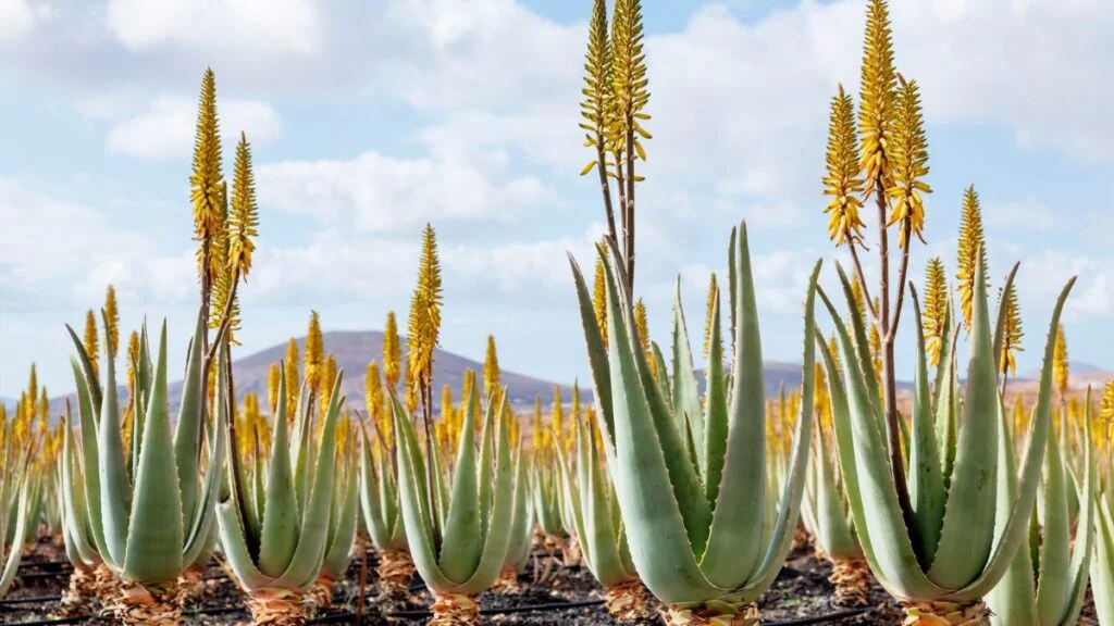 Aloe vera flowers image