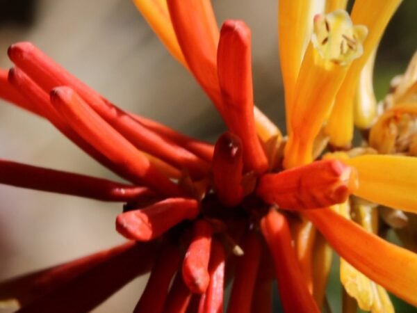 Aloe vera flowers images: Discover Stunning Visuals of Nature's Beauty