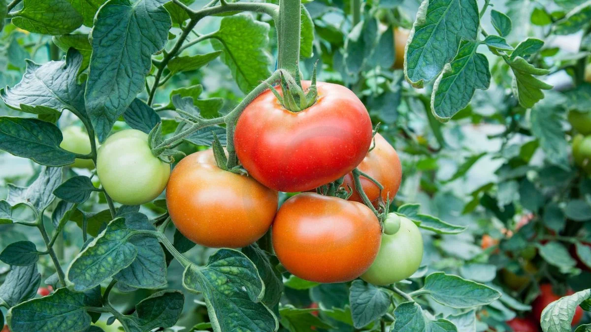 Champion Tomato Plant: Growing Guide & Tips