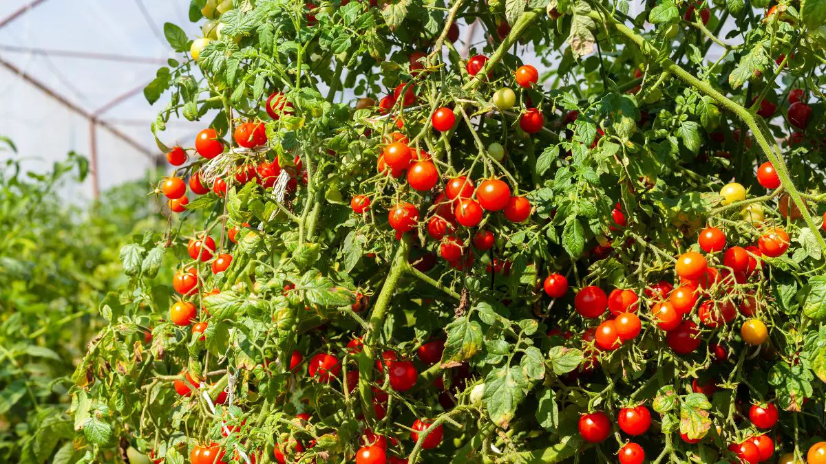 Champion Tomato Plant: Growing Guide & Tips