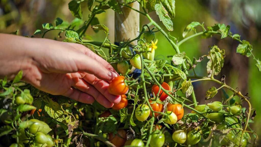Harvesting Cherry Tomatoes