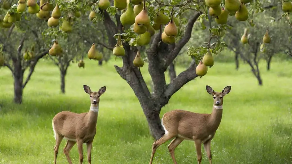 Planting Deer-Friendly Pear Trees