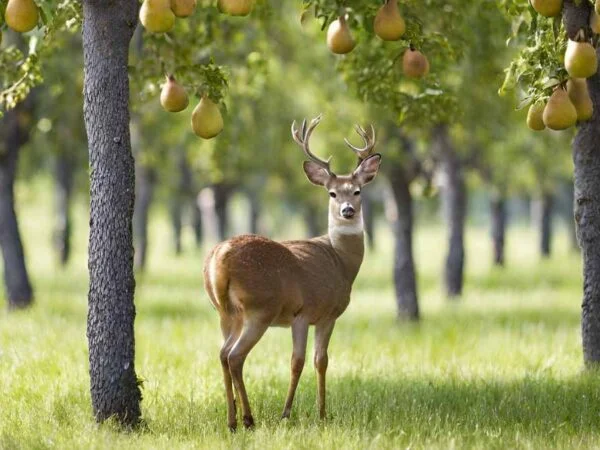 Deer Pear Trees: Planting Guide & Maintenance Tips