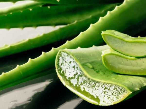 How to Cut Aloe Vera Leaf Without Damaging the Plant - Step-by-Step Guide