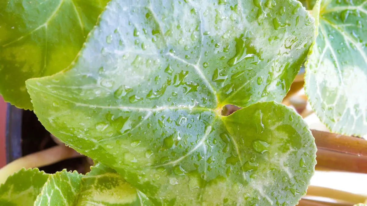 Cyclamen Plant Leaves Turning Yellow Care And Solutions