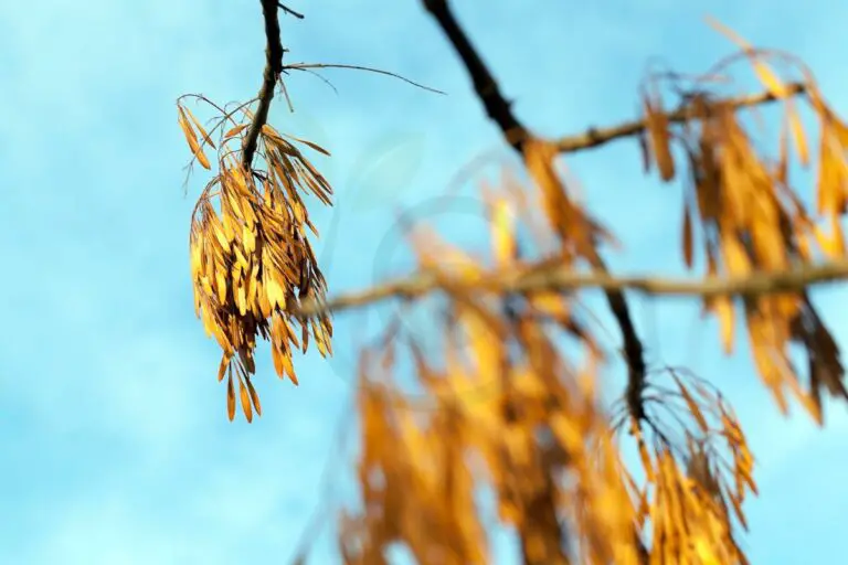 When Do Maple Tree Seeds Fall: Understanding Seed Timing